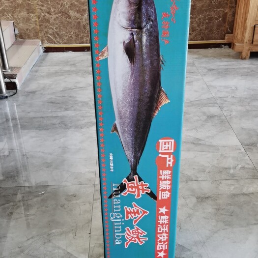 滨州 深海黄金鲅礼盒装