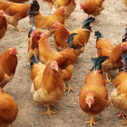 化州市三黄鸡 5-6斤 活体发货 公鸡