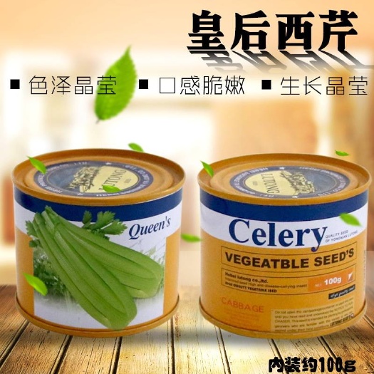 沭阳县法国皇后芹菜种子  法国皇后西芹种子100克 蔬菜种子 芹菜