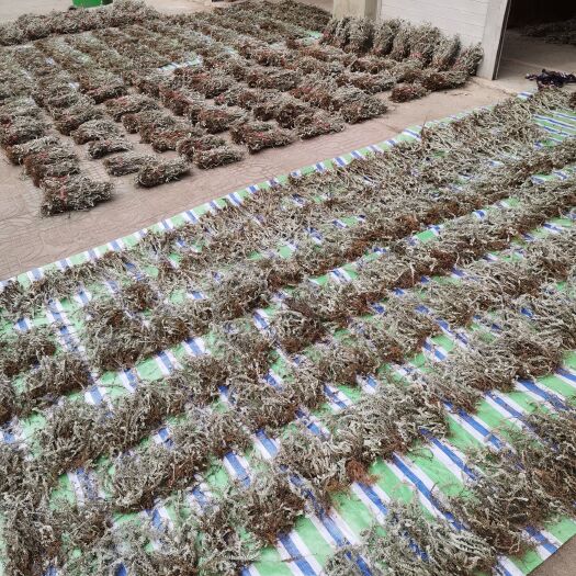 鹿茸草