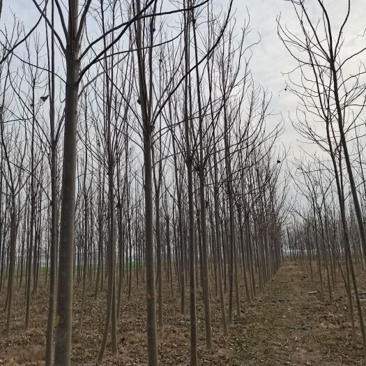  楸树价格 3公分楸树 4公分楸树
