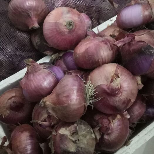 沂水县红皮洋葱 洋葱