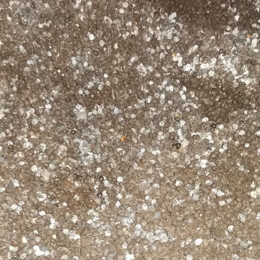 利津县散装纯羊粪蛋羊粪整车发货