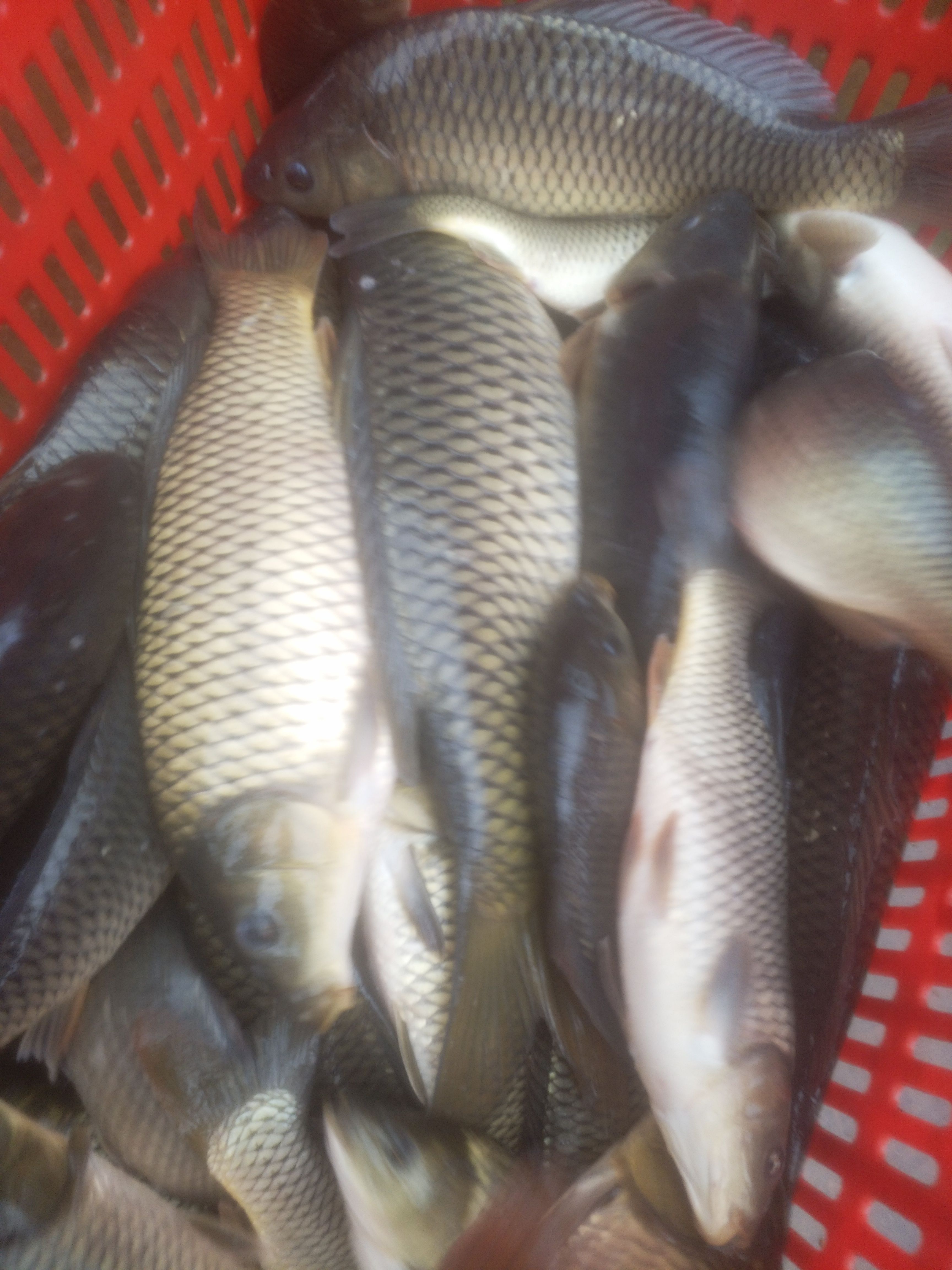 草鱼 池塘草鱼鱼场直销 大量出售个体大肉质费美包运输下