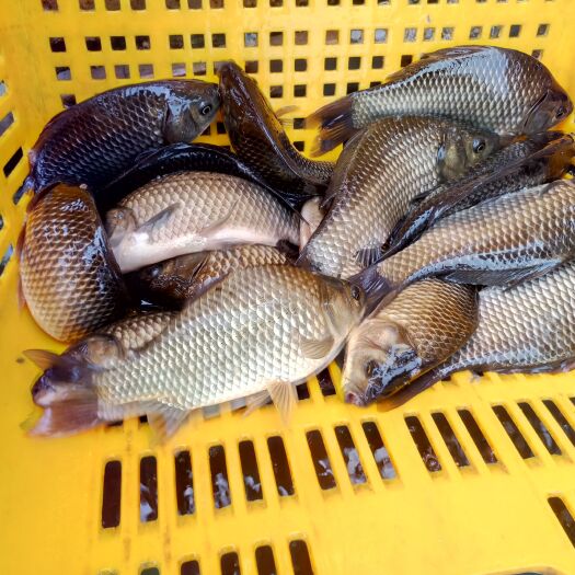 鲫鱼 鯽鱼中科麻鯽鱼 湘云鯽鱼鱼场批发直供 放钓包运输消毒下塘