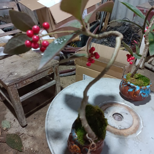 桂林虎舌红盆栽  虎舌红盆景带果
