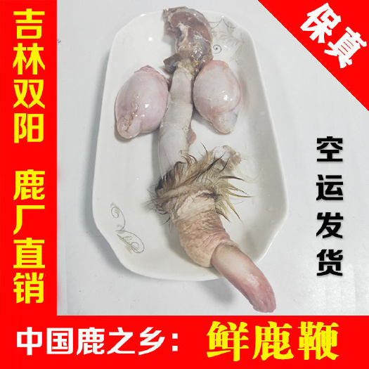 长春梅花鹿 鹿鞭
