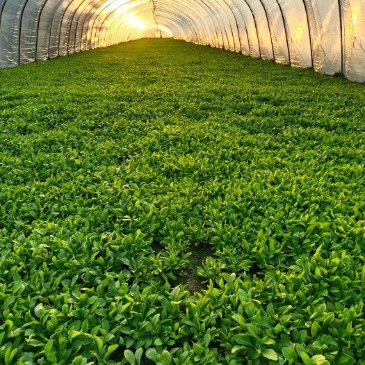 平湖市马兰头 野菜类