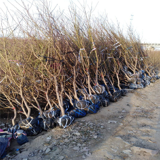 沭阳县 桃树原生苗占地桃树价格便宜 毛桃苗 桃树实生苗价格桃树工程苗