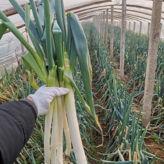费县 铁杆大葱。山东临沂费县上冶镇，自家种植，还有一棚，约出七千斤