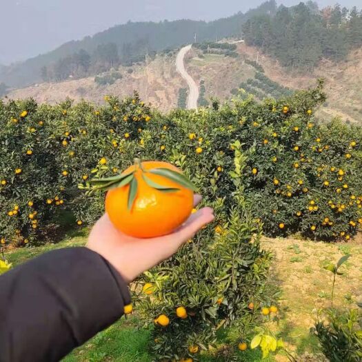 奉节 海南玫瑰香柑