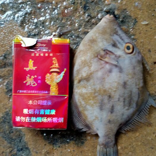 北海 马面鱼，扒皮鱼