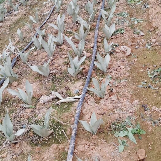 漳浦县虎皮兰   虎尾兰