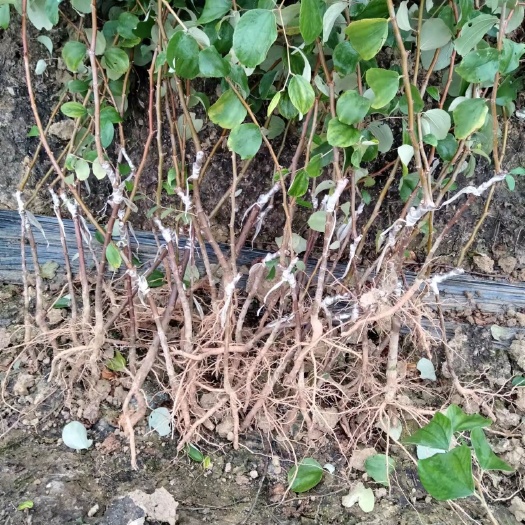 灵山县青枣苗 大青蜜枣苗