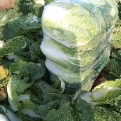 嘉鱼县精品黄心大白菜即将大量上市，欢迎新老客户前来咨询订购！