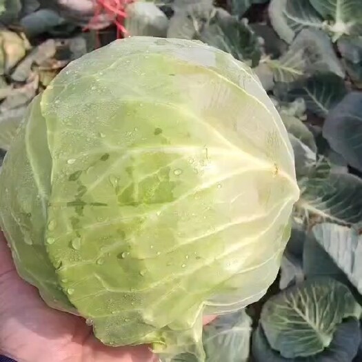 嘉鱼县包菜 精品优质甘蓝即将大量上市，欢迎新老客户前来咨询订购！