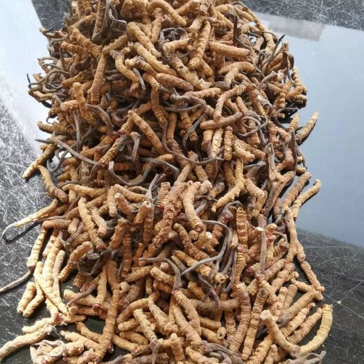 临潭县 冬虫夏草断草正品假一赔十断虫草滋补养生