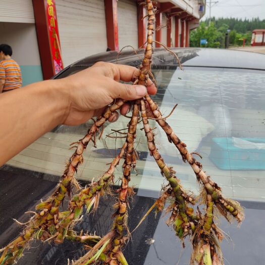蓬安县石菖蒲根茎