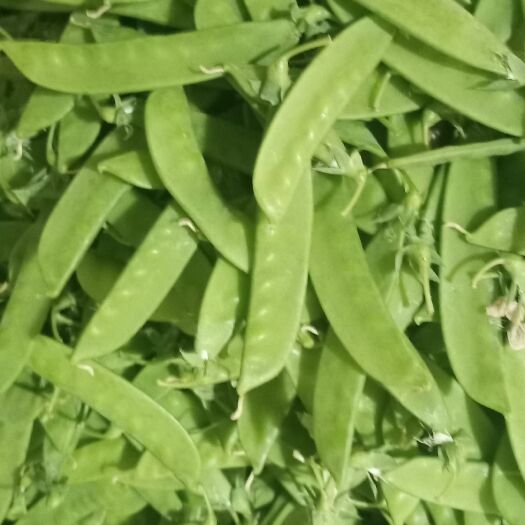 思茅云南露天荷兰豆