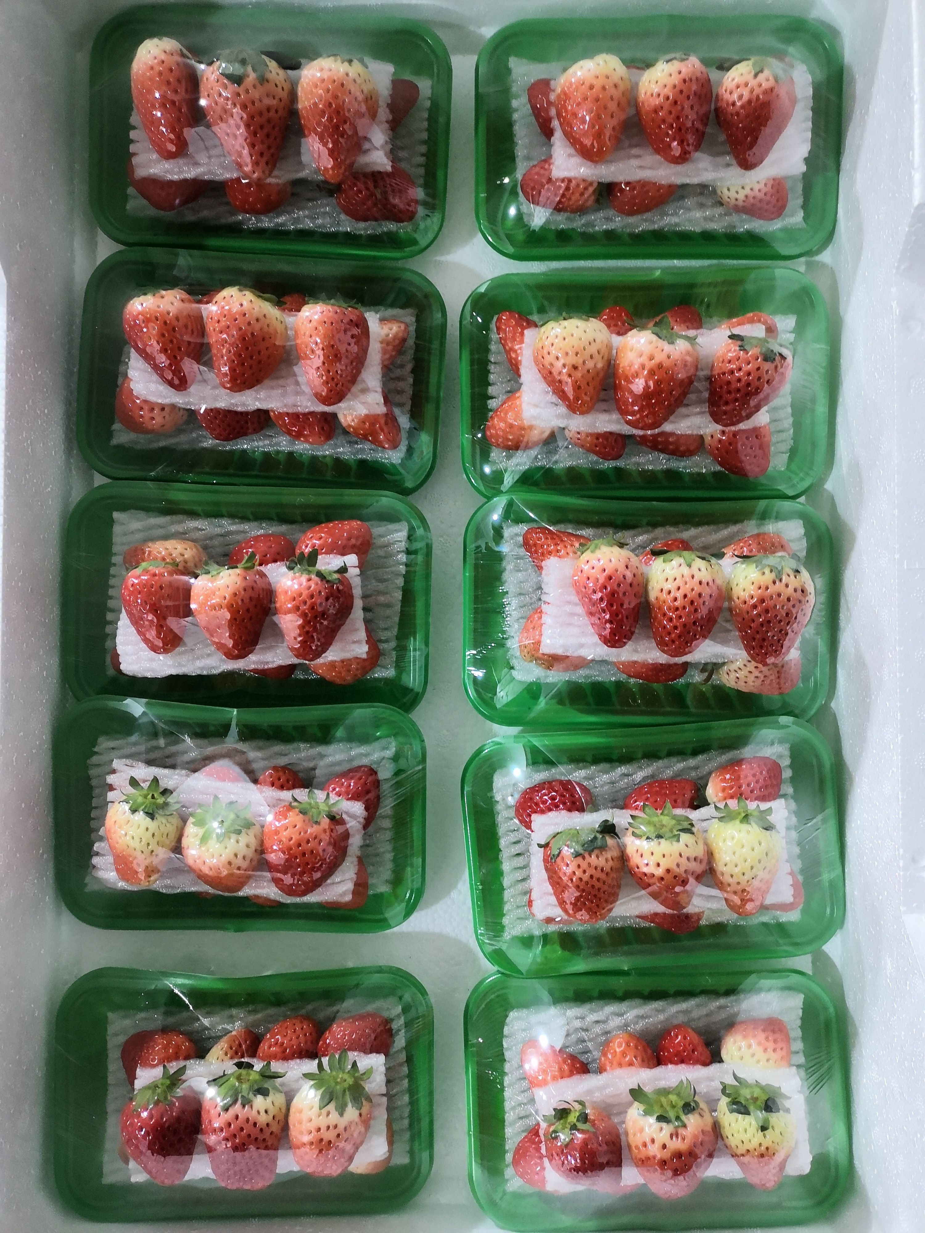 宁玉草莓  奶油草莓 货源充足 支持各种包装产地代办诚招全国
