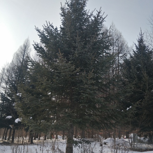 白山东北云杉 大量出售云杉，红松，樟子松，水曲柳，黄菠萝，五角枫，白桦杨树