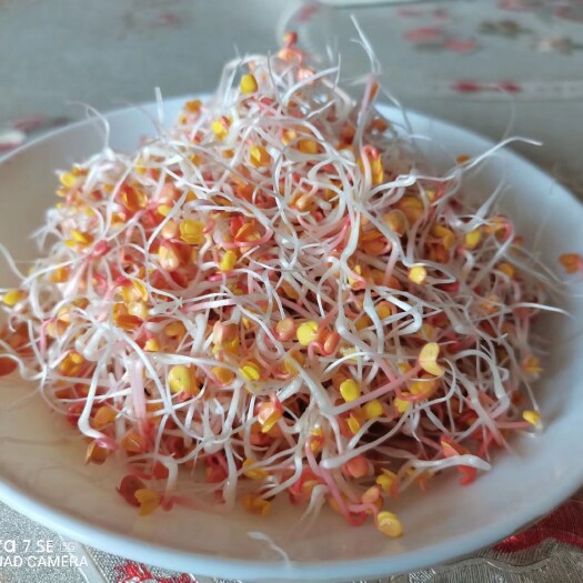 西宁萝卜芽 