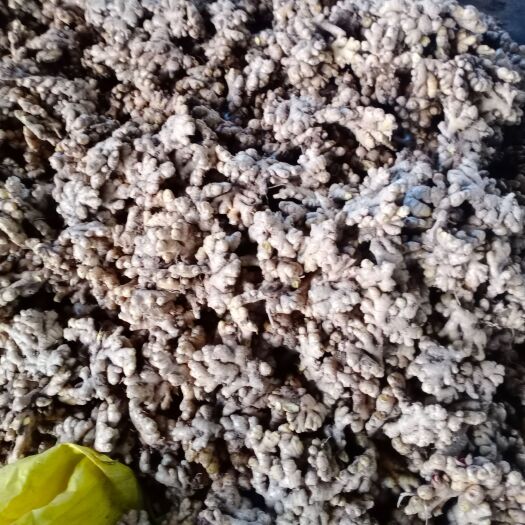 昭通二黄姜 云南万亩山地小黄姜
