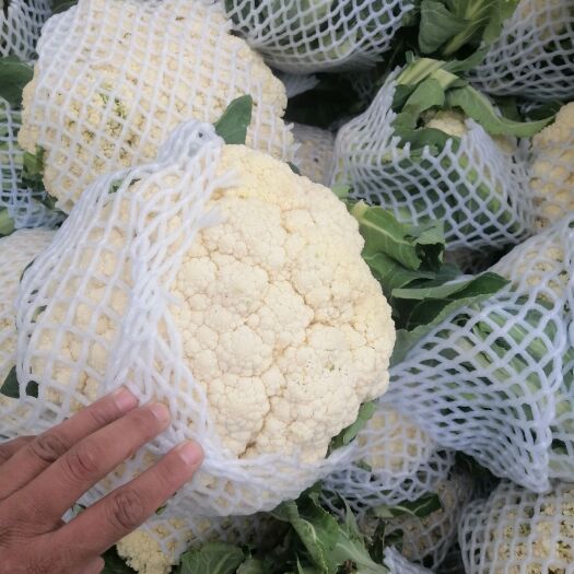 新野县白花菜花  松花菜 适中 ，精品货