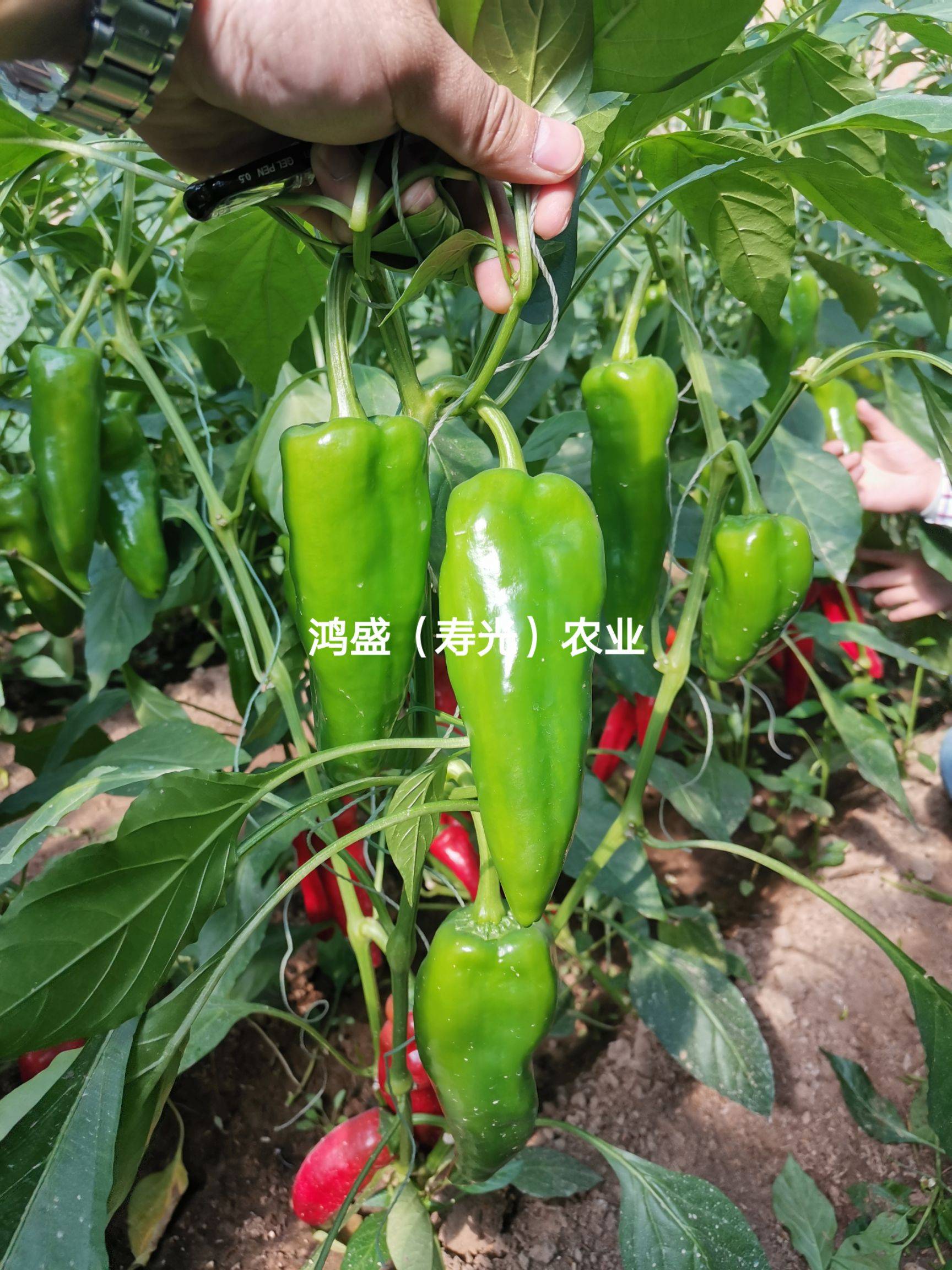 寿光市【盛火】无限生长 泡椒种子 中果泡椒红绿兼收 甜味 长势旺