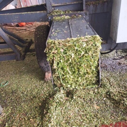 来宾蔗尾青贮 青储料，新鲜甘蔗尾叶。