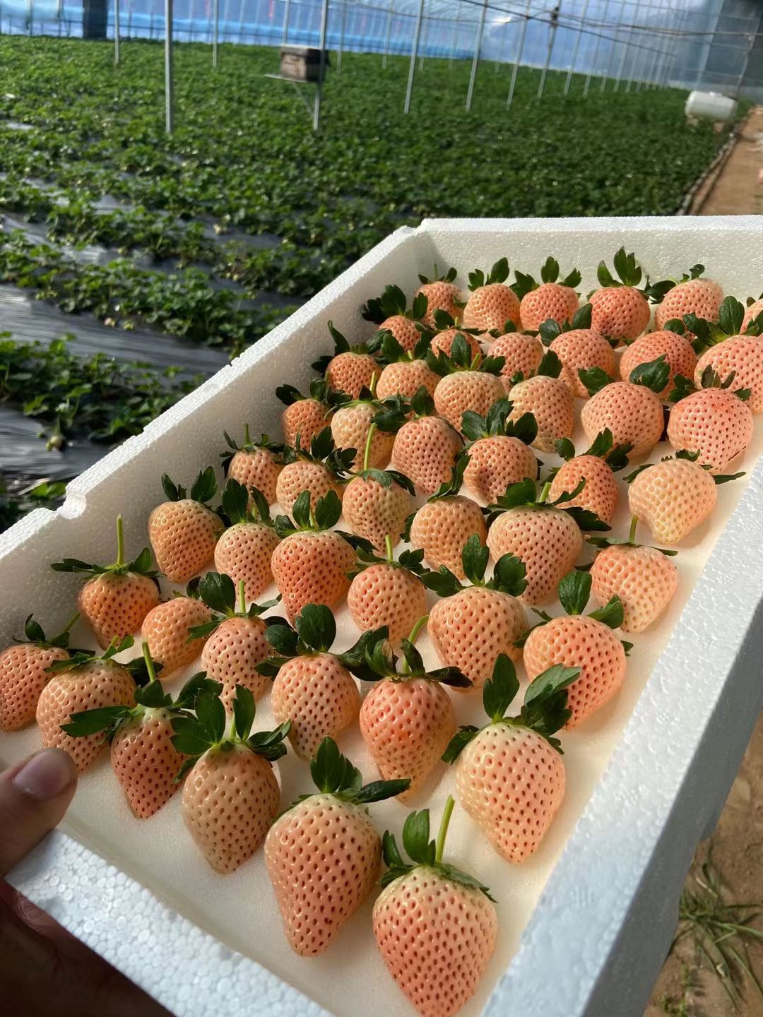 栖霞市淡雪草莓 淡雪天使之爱
橙色白色草莓提供一件代发顺丰空运，
