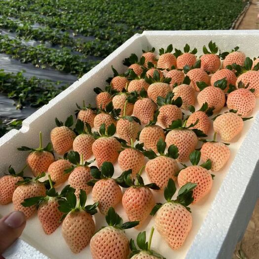 栖霞市淡雪草莓 淡雪天使之爱
橙色白色草莓提供一件代发顺丰空运，
