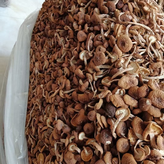 韶关2022精品茶树菇小帽子，长期货源稳定，一手货源大量批，货好