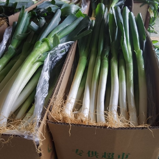 漳浦县大葱箱葱网葱毛葱 大葱 精品大葱 大量供应箱葱 网袋葱 毛葱