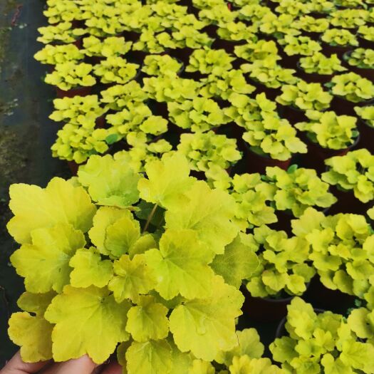 成都草花 矾根