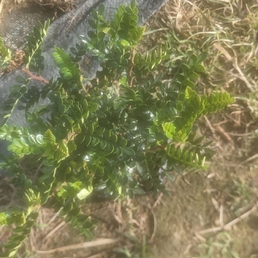 佛山清香木苗 清香木