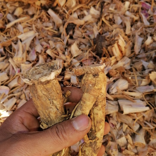 玉龙县大秦艽  高海拔秦艽，干货（保证全干）