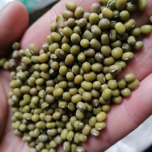 明绿豆 ，中小颗粒芽豆