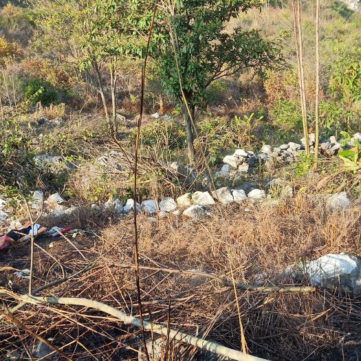 武宣县荒地山地出租适合养殖和光伏