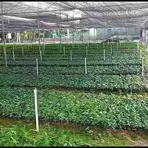 灵山县土茯苓苗 刺猪苓 硬饭头 过山龙 种苗