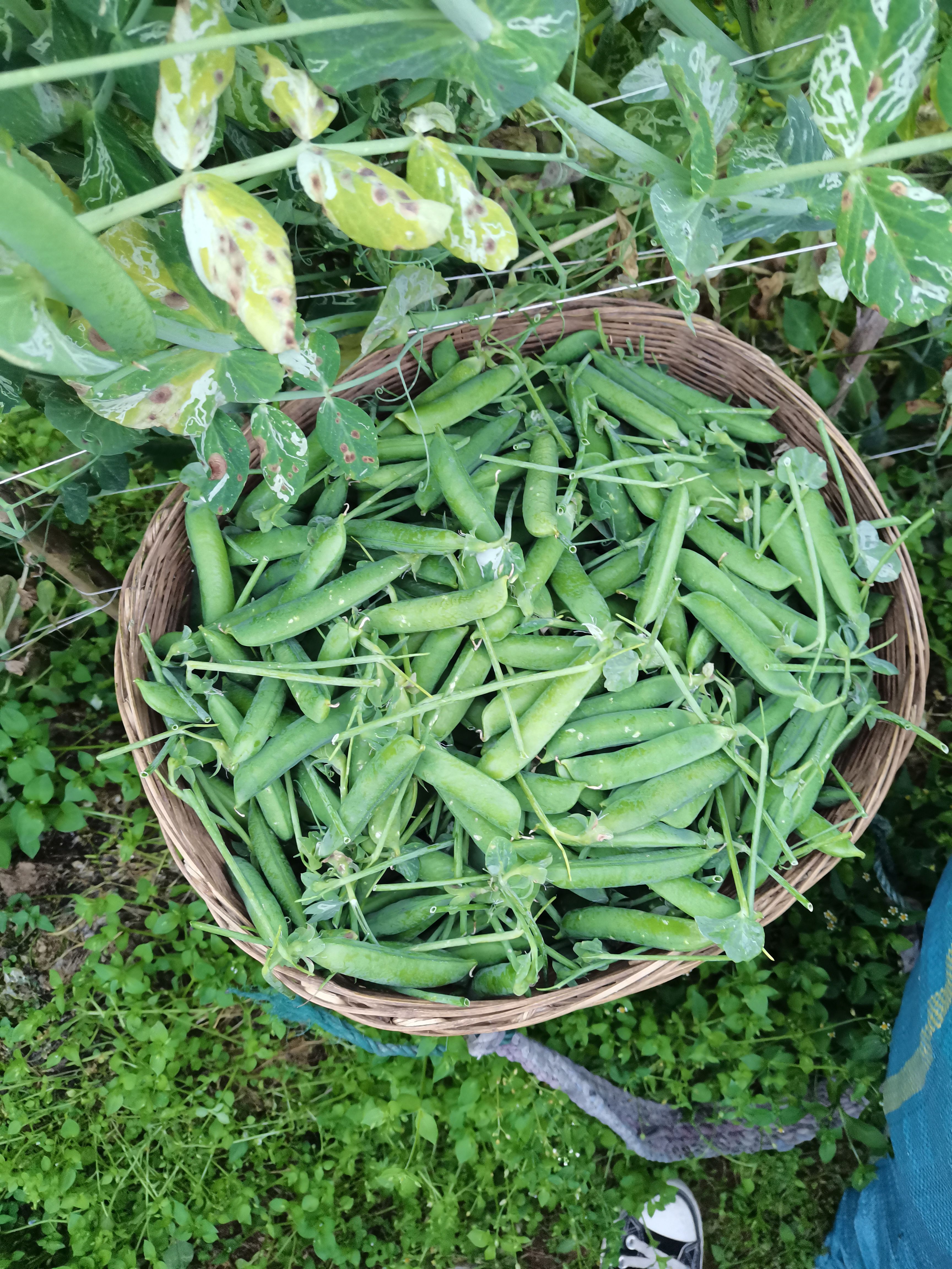  云南露天甜豌豆