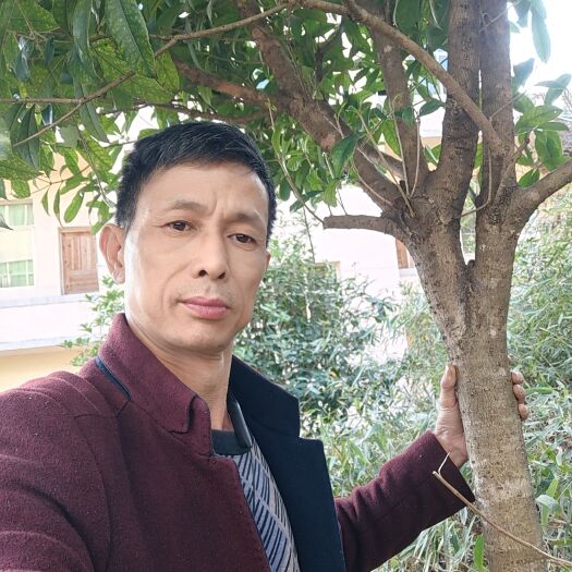 宜春 桂花树八月金桂和红桂