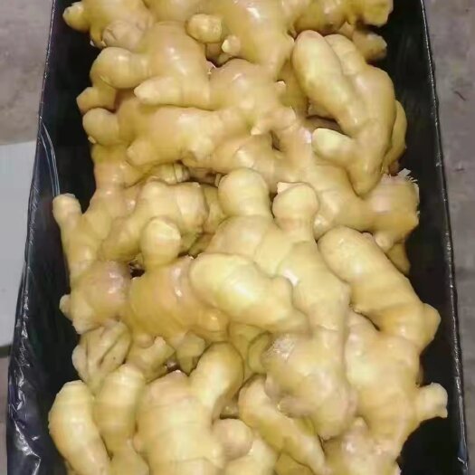 行唐县面姜 销售各种质量的水洗姜，烘干姜