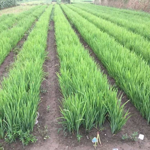 杭州黃菖蒲黃菖蒲基地 黃花鳶尾批發(fā)