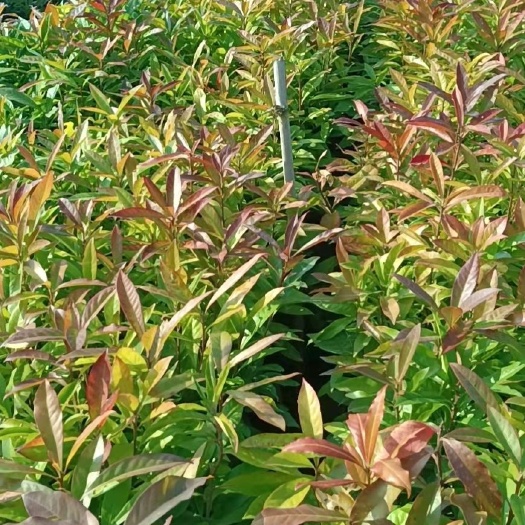 广州 木荷