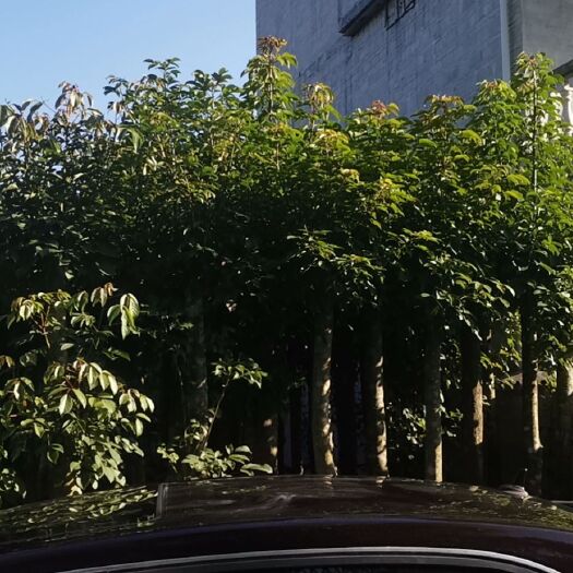 平南县黄花风铃木 大量供应，秋枫，冬青，黄花枫铃，凤凰树，香樟，蓝