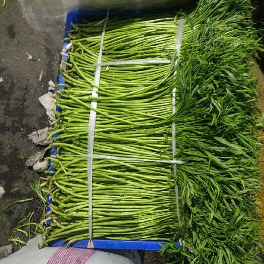 南京藜蒿 南京八卦洲精品芦蒿