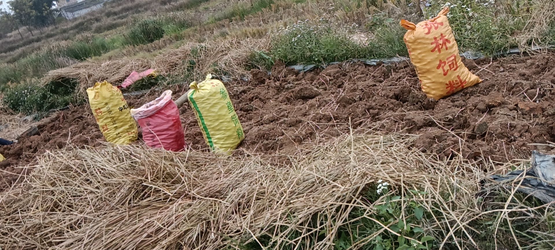 毛马蹄 马蹄广西荸荠贵港桥圩马蹄东津马蹄大量现货欢迎合作