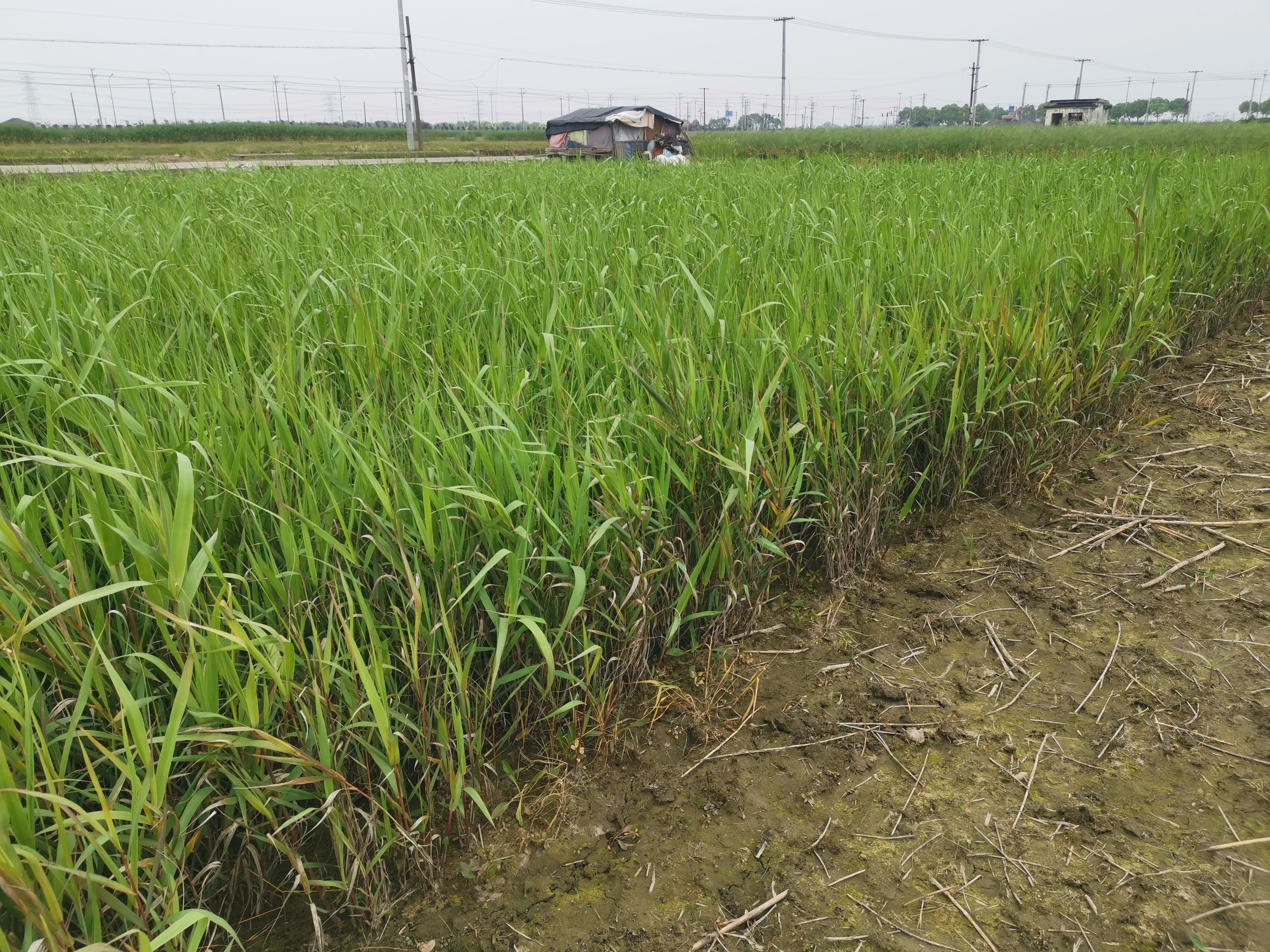 青叶芦竹  青叶芦竹基地