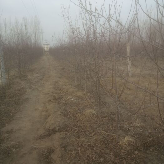 尉氏县苹果树苗 红色之爱三年苹果苗，花芽分化，栽后当年即可开花挂果。